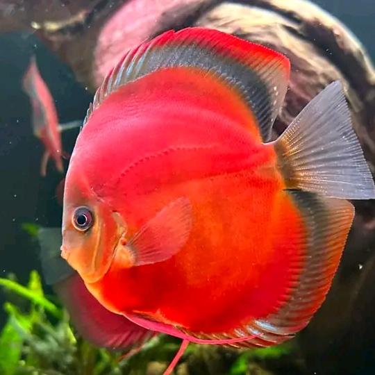 SUN MERAH Discus